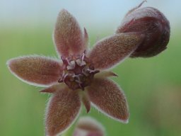 Aspidoglossum biflorum flower